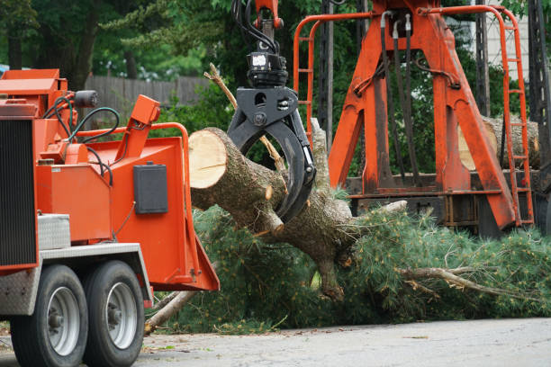 How Our Tree Care Process Works  in  Lakehurst, NJ